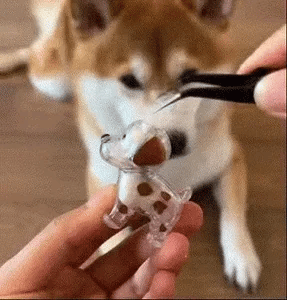 Paw'Art - Porte-clé capsule à poils d'animaux